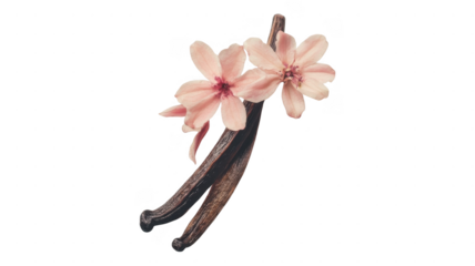 Elegant arrangement of vanilla pods and delicate pink flowers on a soft transparent background