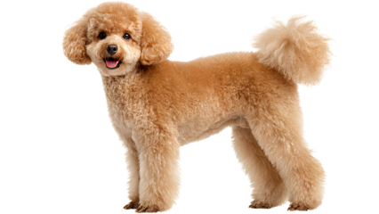 Cute Brown Poodle Dog Standing Isolated on Transparent Background