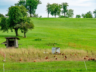 Frei laufende Hühner am Hühnerwagen