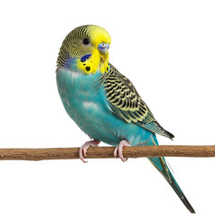 Fototapeta premium Colorful parakeet budgie, white background