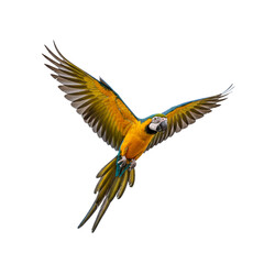 Fototapeta premium Flying macaw with bright feathers, isolated on white