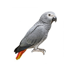 Obraz premium Gray african parrot sitting, isolated white background