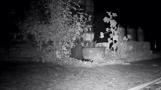 Steinmarder mit Maus an Wasserfass, Martes foina, Nachtaufnahme