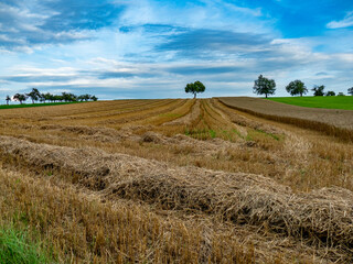 Einzelner Baum im Feld