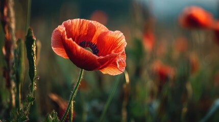 Obraz premium Vibrant red poppy in a field, backlit by golden light, with blurred poppies in the background
