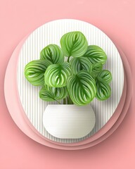 Plant in white pot, layered design