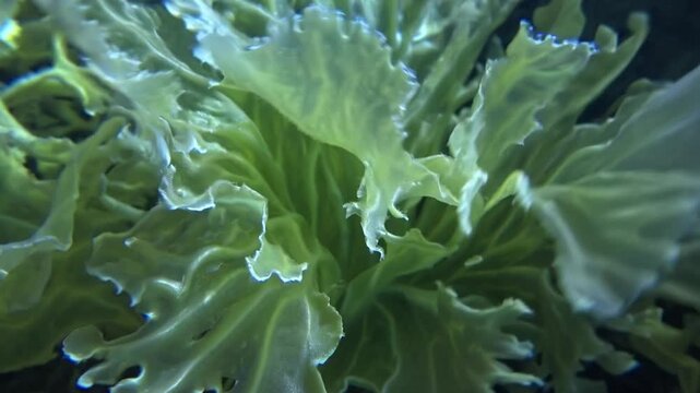 Green sea lettuce, Ulva lactuca, displays its delicate, wavy fronds, creating a mesmerizing underwater spectacle with its gentle movement in the ocean currents