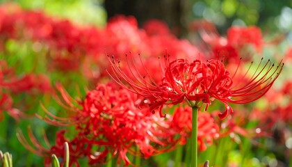 Red spider lilies in a garden