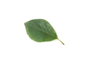 Fototapeta premium One cherry tree leaf isolated on white