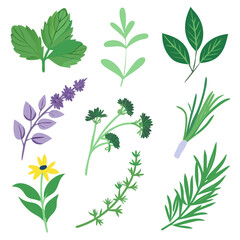 collection of green leaves