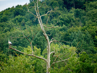 Ein Storch in der Baumkrone eines abgestorbenen Baumes