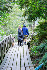 Tourists walking with dogs on wooden bridge in chile patagonia