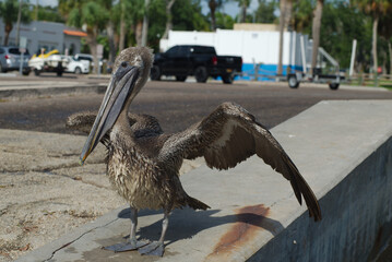 Brown Pelican Standing on a Sidewalk wings spread on the edge of a boat ramp in Florida. On a...
