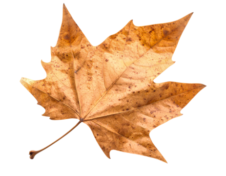 Autumn leaf fall foliage maple leaf brown dried leaves nature season plant on transparent background