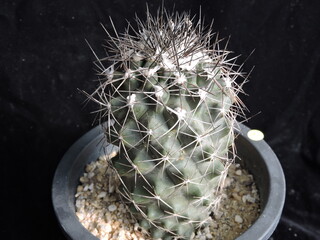 Copiapoa hypogaea (kopiapoa) featuring upright green stem and needle-like spines. Native to Chile,...