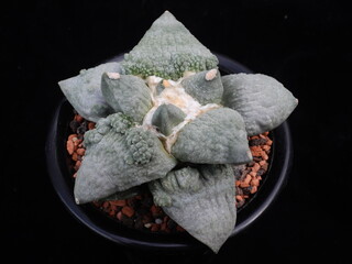 Cauliflower type Astrophytum cactus with unique warty texture photographed in Korea