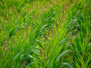 Maisfeld im Sommer