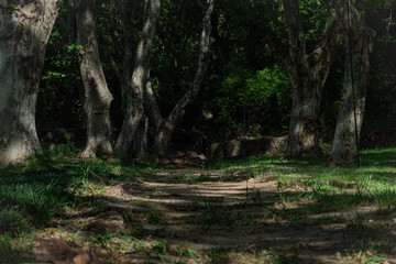 Tranquil Forest Path with Dappled Sunlight and Tree Shadows