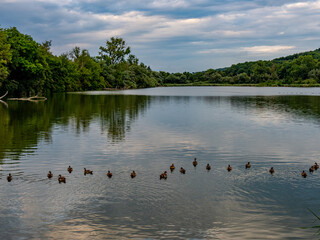 Viele Enten schwimmen in einem See