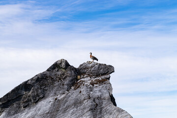 Ruddy headed goose perched on a rock in patagonia, chile, under a blue sky