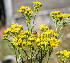 Busy bee gathering nectar from common ragwort blooms in Pinar Grande