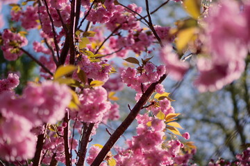 Vibrant pink blossoms with yellow leaves on a tree branch in sunlight