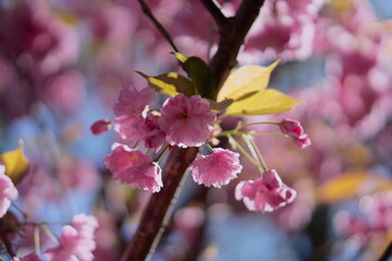 Close-up of pink blossoms on a slender branch with blurred background
