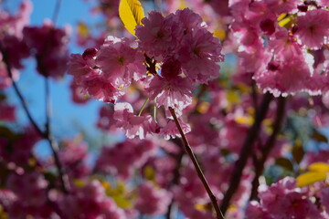 Pink cherry blossom cluster against clear blue sky