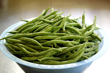 Green Beans Picked Fresh from the Garden