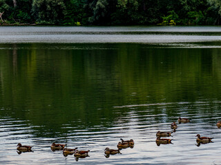 Viele Enten schwimmen in einem See