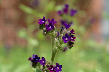 Dark purple wildflowers blooming in meadow with blurred background