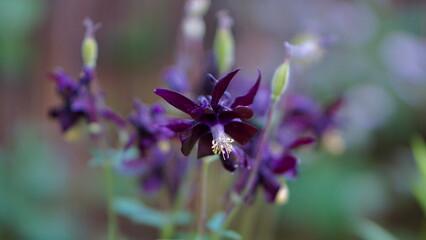 Purple wildflower with star-shaped petals and long stamens in soft focus background