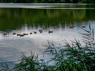 Viele Enten schwimmen in einem See