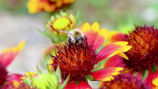 A western honey bee or European honey bee, Apis mellifera is polinizing and collecting nectar from a Gaillardia, also commonly known as cockade flower or Kokardenblume