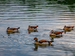Viele Enten schwimmen in einem See