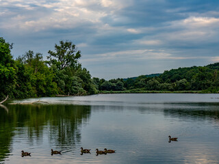 Viele Enten schwimmen in einem See