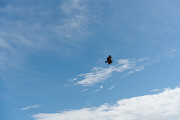 eagle in full flight with a blue sky with some clouds