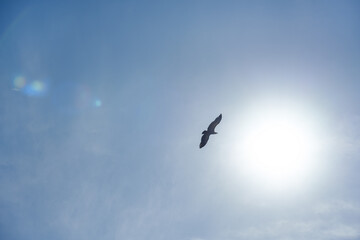 large bird flying against the sunlight with a completely clear sky without clouds