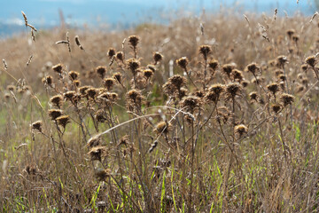 close-up of dried thistle in the field