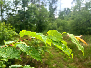 Spring green leaves branch foliage summer days Pushcha Vodytsya Ukraine, background