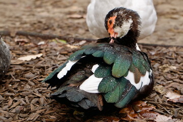 Colorful duck resting on water's edge