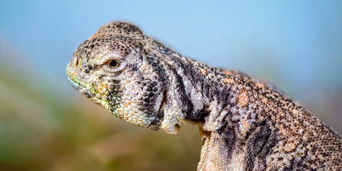 Portrait of a Oman Spiny-tailed Lizard resting in a terrarium. Uromastyx thomasi, Loiret 45, région Centre Val de Loire, France, European Union, Europe