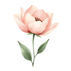 The image is a PNG of a delicate pink flower illustration.