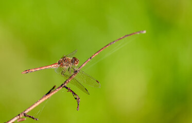 Dragonfly on a twig