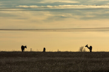 group of lamas in the horizon at sunset © Francisco