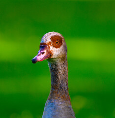 Staring Egyptian Goose Close-Up