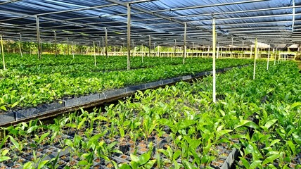 Eucalyptus and Acacia seedlings cultivated in nursery for reforestation and industrial forest...