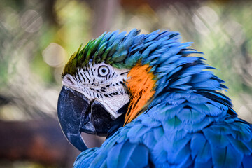 Close-up of a Blue-and-yellow Macaw (Ara ararauna)