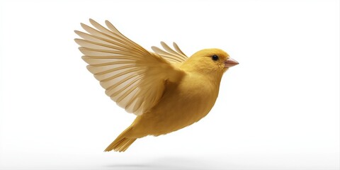 Obraz premium Vibrant yellow canary in mid-flight against white background