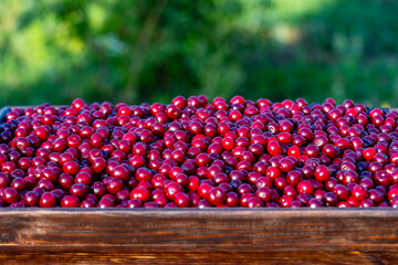 Fresh red cherries piled high showcasing the bounty of summer harvest. Raw many cherries in a wooden tray in a summer garden, closeup. Juicy cherry symbolizing the sweetness and richness of life